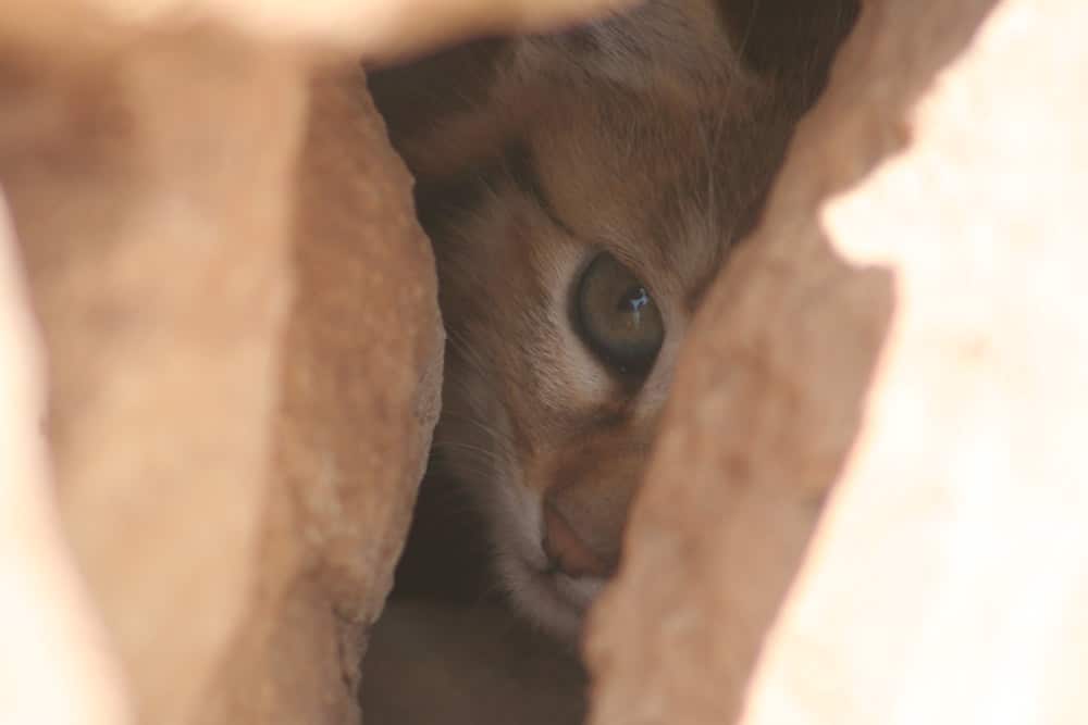 Wild cat, Dghoumes National Park