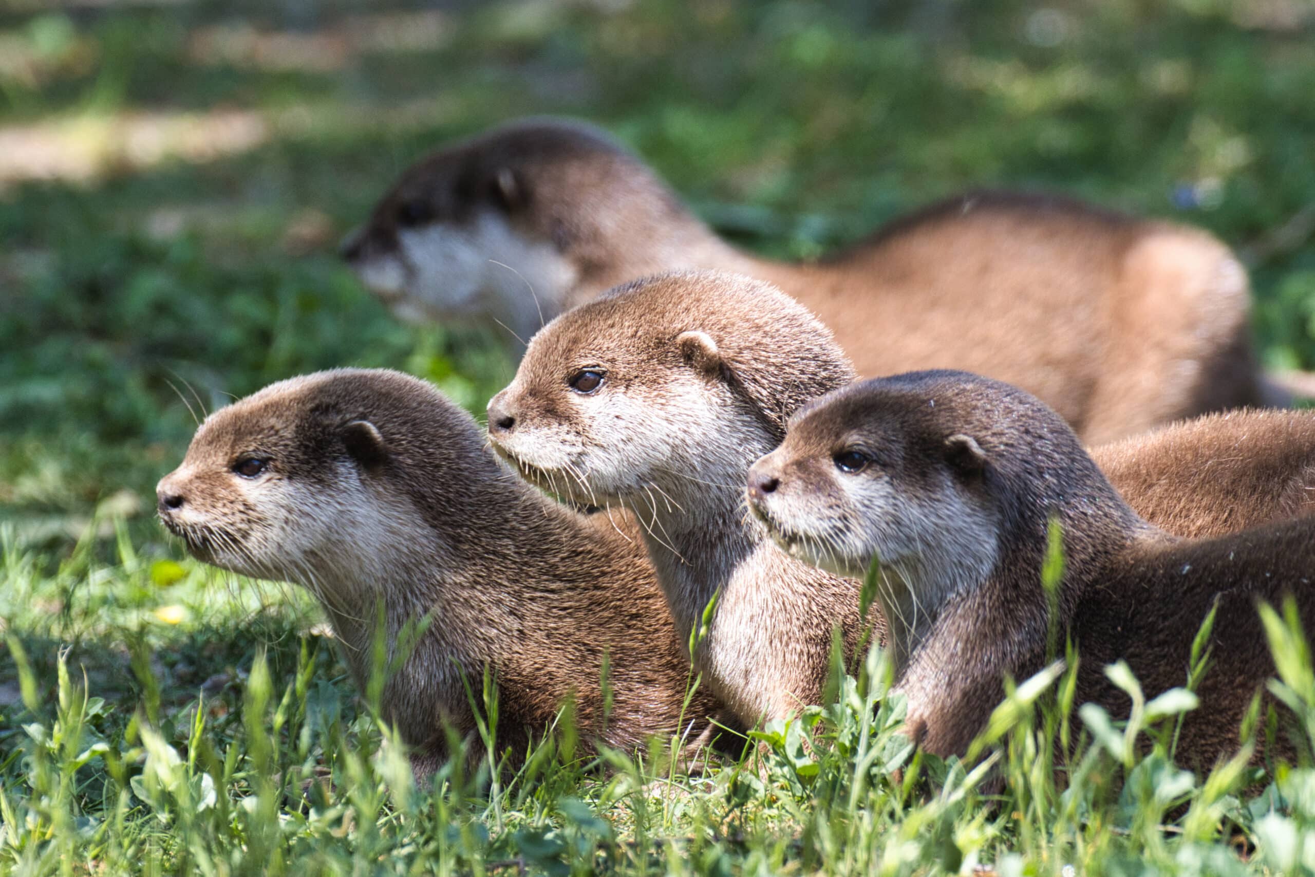 Asian small-clawed otter - Aonyx cinerea - Marwell Zoo