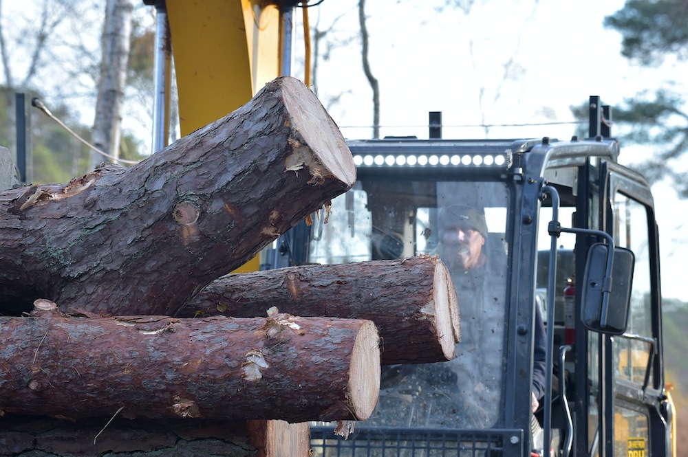 Tree cutting