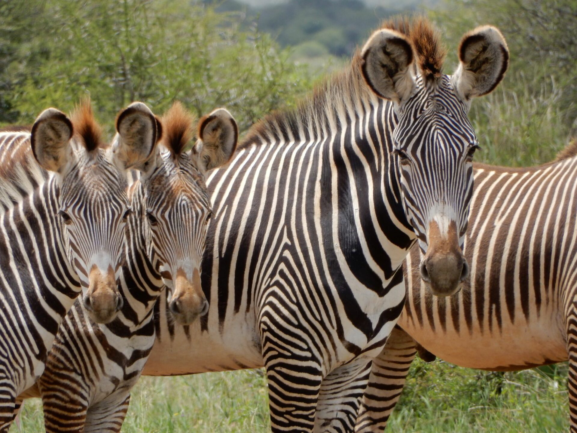 Grevys Zebra Equus Grevyi Marwell Zoo