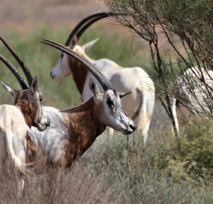 Scimitar Horned Oryx Oryx Dammah Marwell Zoo Marie Petretto Wildlife