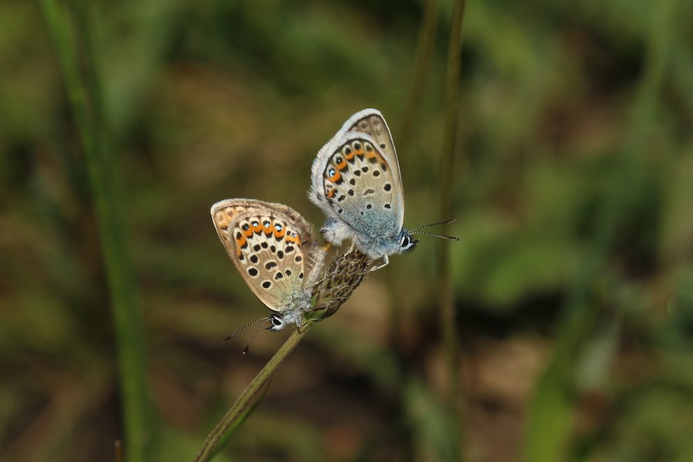 Plebeius Argus Silver Studded Blue Eelmoor Marsh Sssi