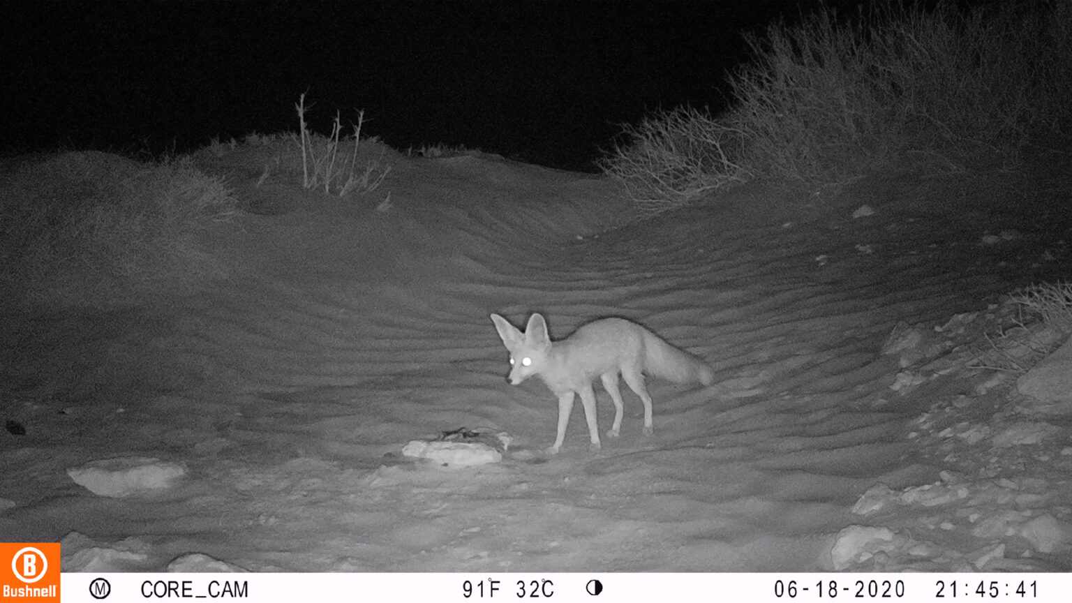Rüppell’s fox rediscovered in Jbil National Park, Tunisia