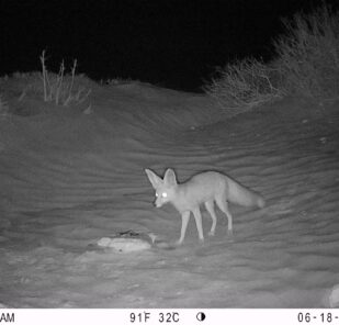 Ruppells Fox Vulpes Rueppellii Marwell Zoo 2