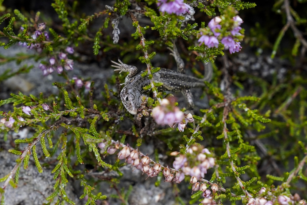 Sand Lizard Marwell Zoo 4