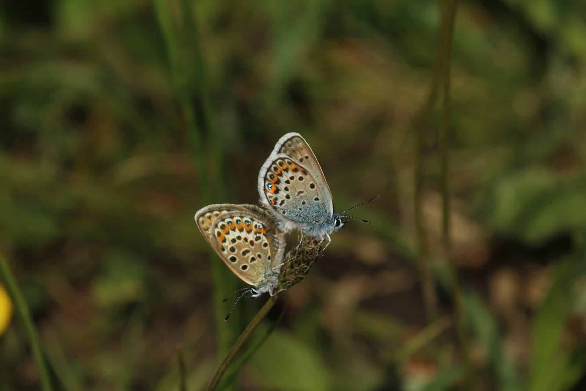 Silver Studded Blue Butterflies Marwell Zoo Nicholas Montegriffo