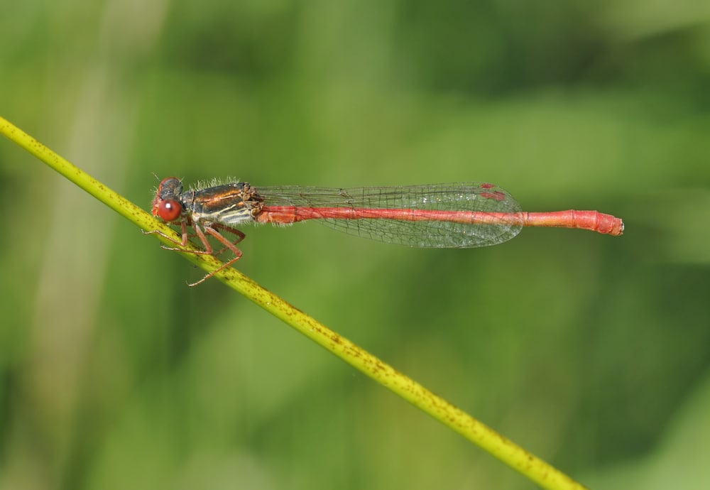 Small Red Damselfly