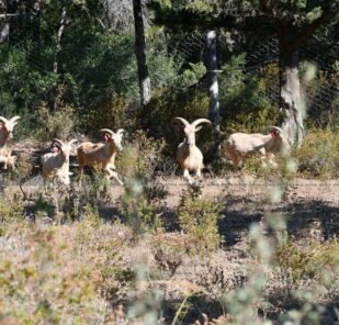 Some_of_the_barbary_sheep_in_zaghouan_np_credit_gouvernorat_de_zaghouan 2