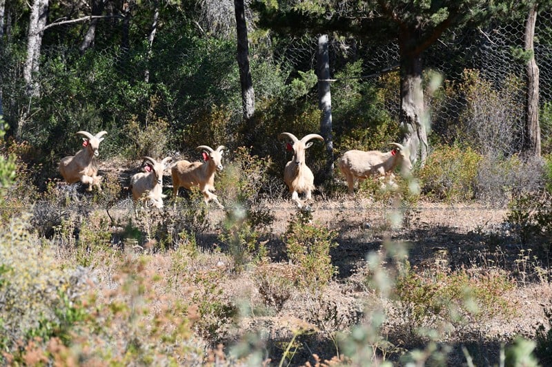 Barbary Sheep