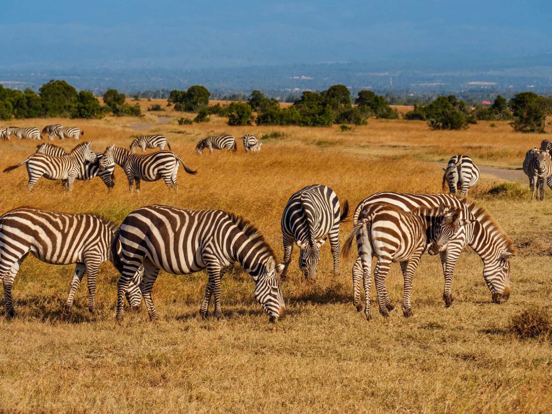 Grevys Zebra Equus Grevyi Marwell Zoo 4