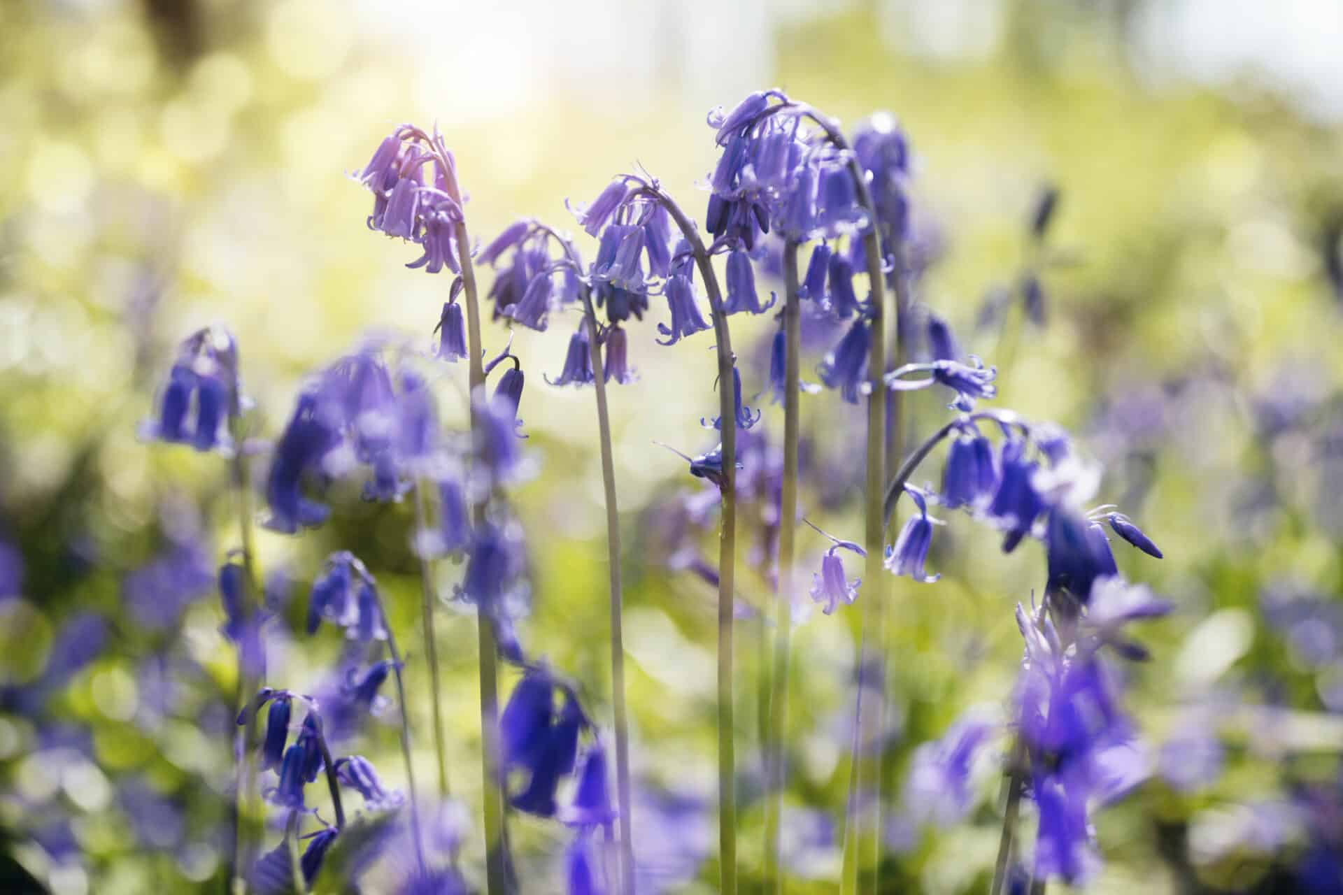 Bluebells