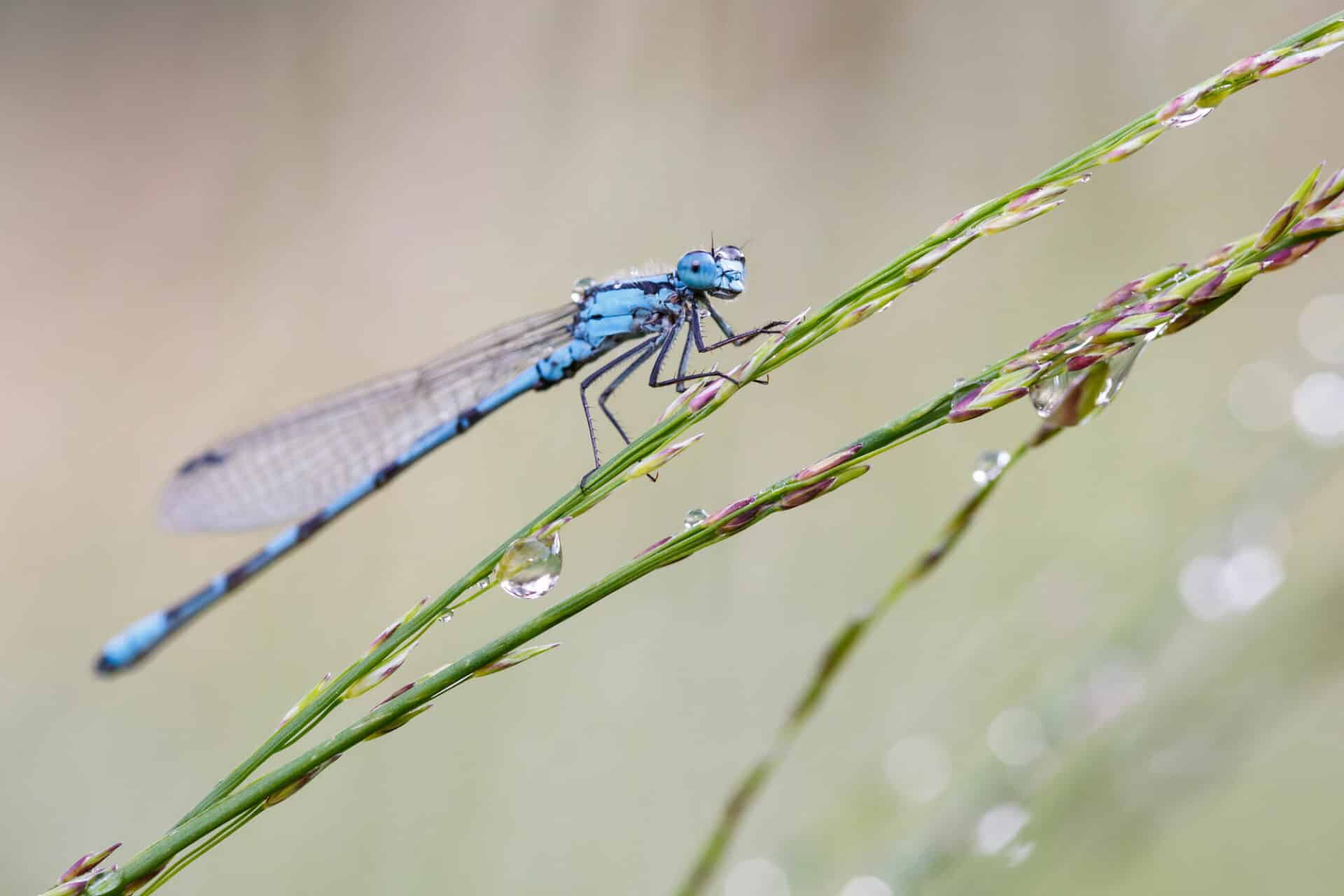 Damselfly