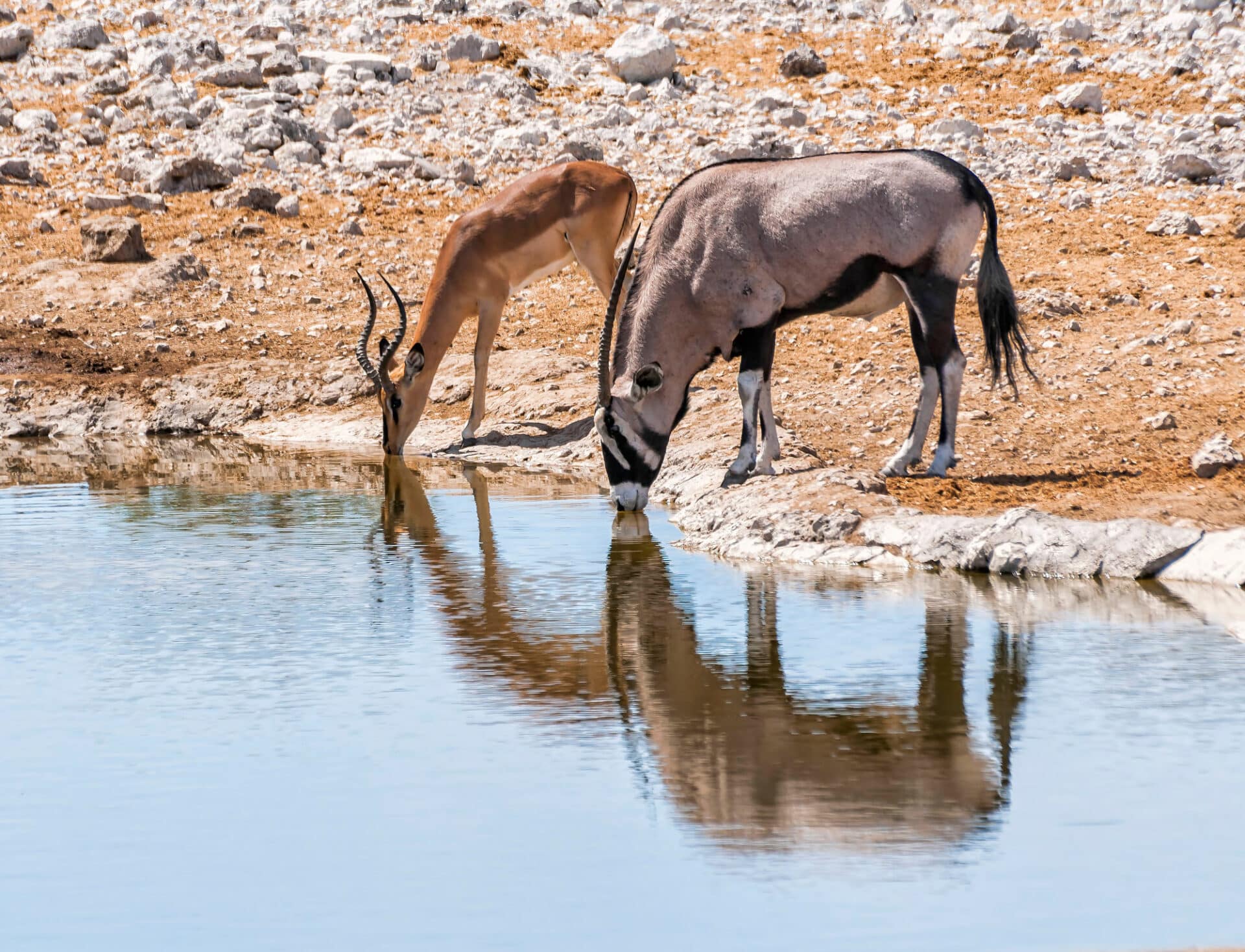 Gemsbok and Springbok