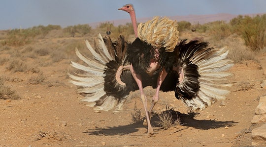 North African ostrich